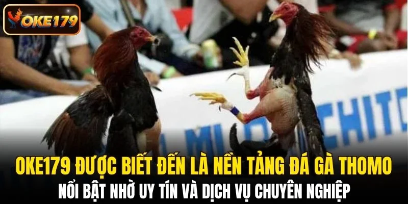 OKE179 được biết đến là nền tảng đá gà Thomo
